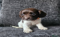 English Springer Spaniel dogs for sale: English Springer Spaniels Puppies 🐾 - Image 6