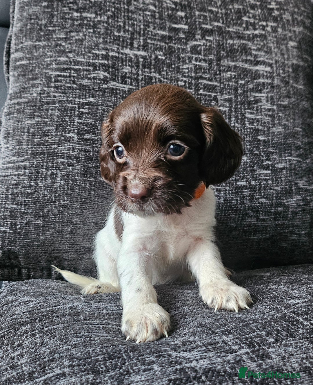 English Springer Spaniel dogs for sale: English Springer Spaniels Puppies 🐾 - Image 6