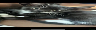 Domestic Shorthair 1