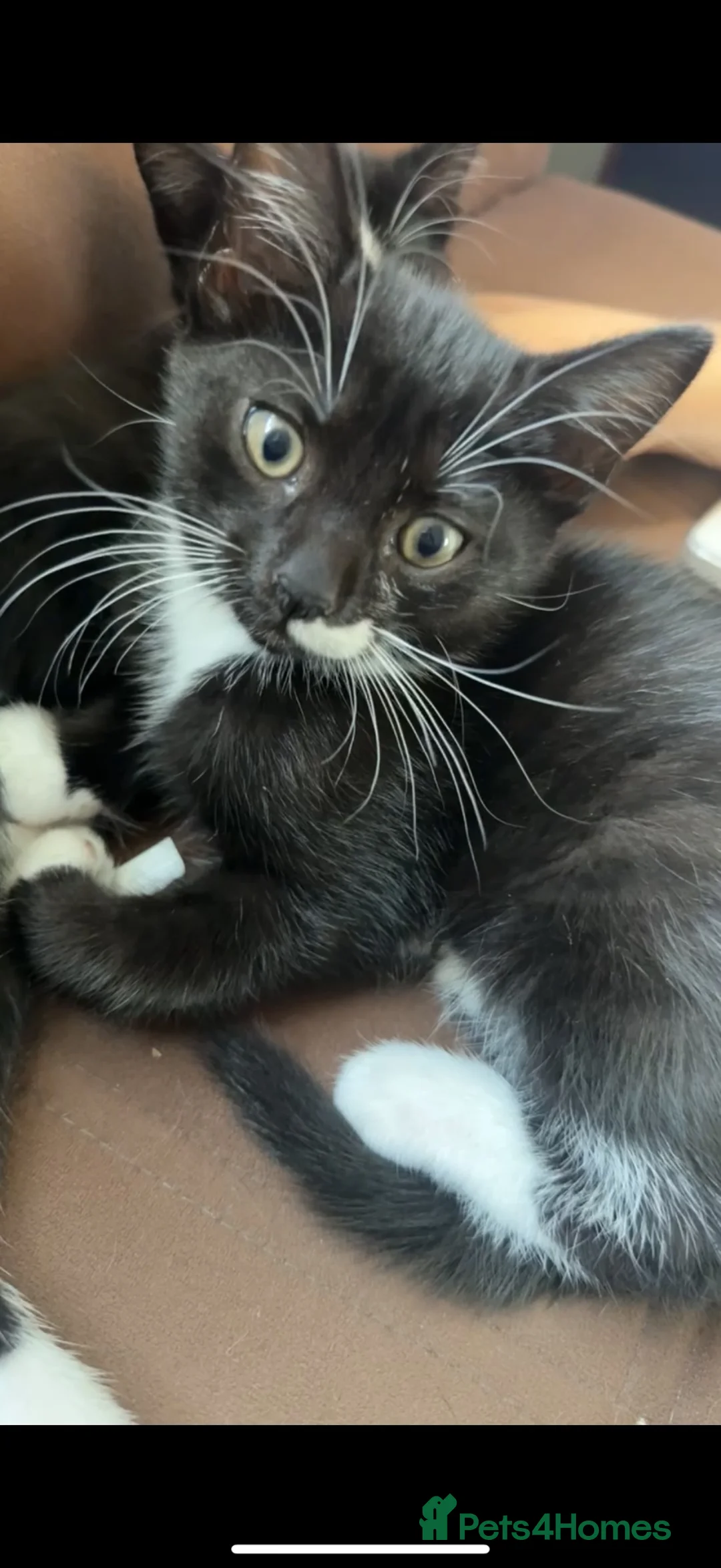 Domestic Shorthair cats for sale: Domestic shorthair male kitten  in Walton-on-Thames - Advert 2