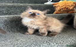 Ragdoll cats for sale: Beautiful Tica registered Ragdoll’s  - Image 8