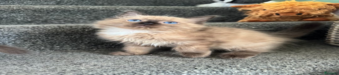 Rudy