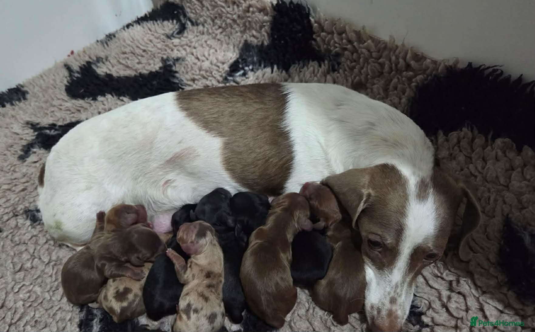 Miniature Dachshund dogs Beautiful kc registered miniature dachshund pups🐶 - Advert 3