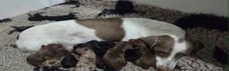 Miniature Dachshund dogs for sale: Beautiful kc registered miniature dachshund pups🐶 - Advert 1