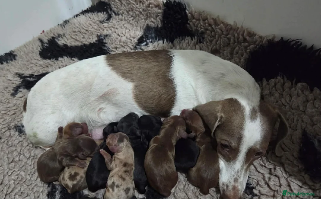 Miniature Dachshund dogs for sale: Beautiful kc registered miniature dachshund pups🐶 - Advert 1