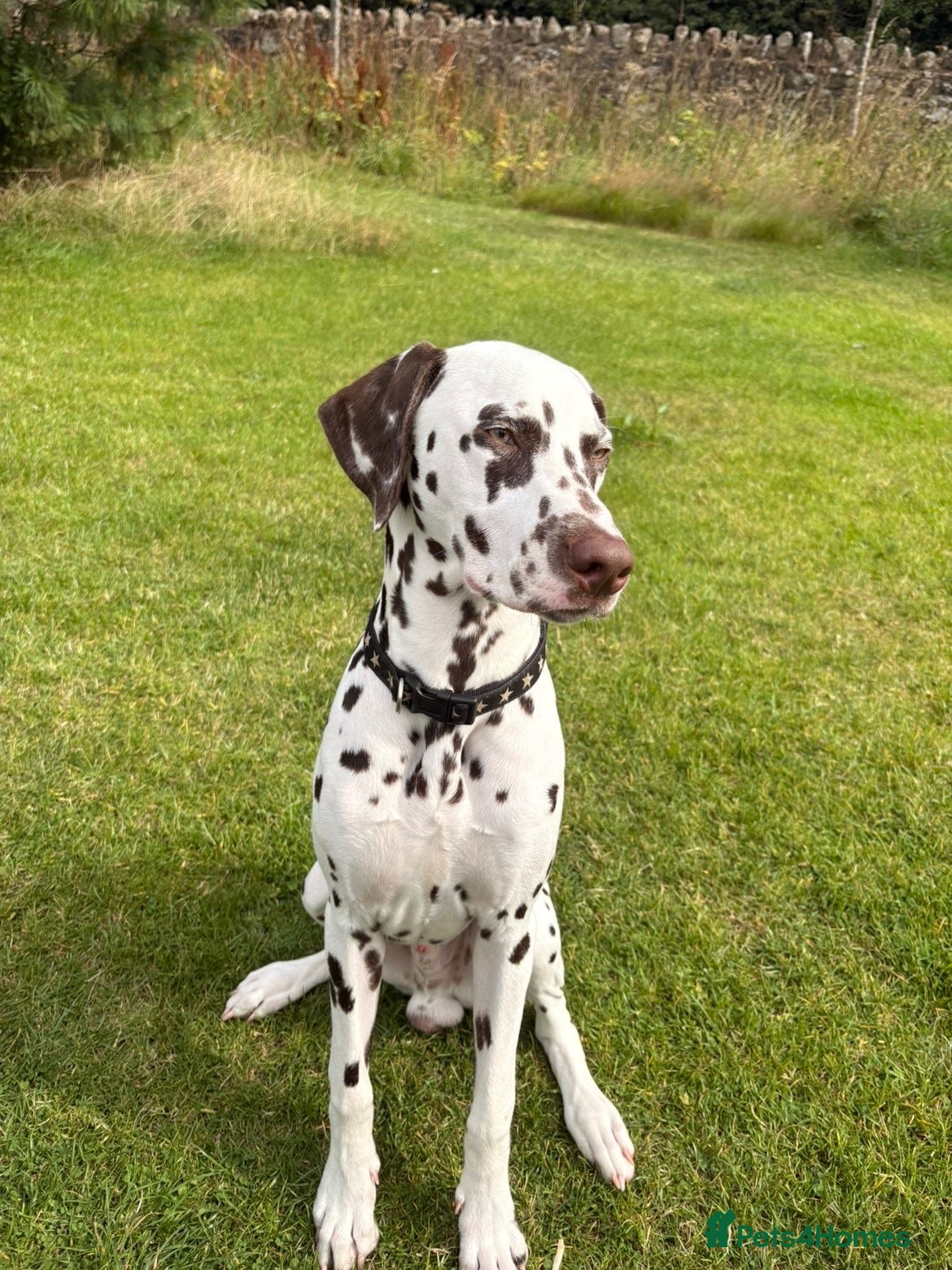 Dalmatian dogs Dalmation  - Advert 17