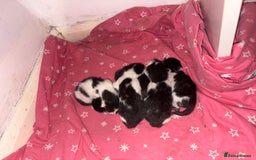 Domestic Shorthair cats for sale: Kittens for sale  - Image 2