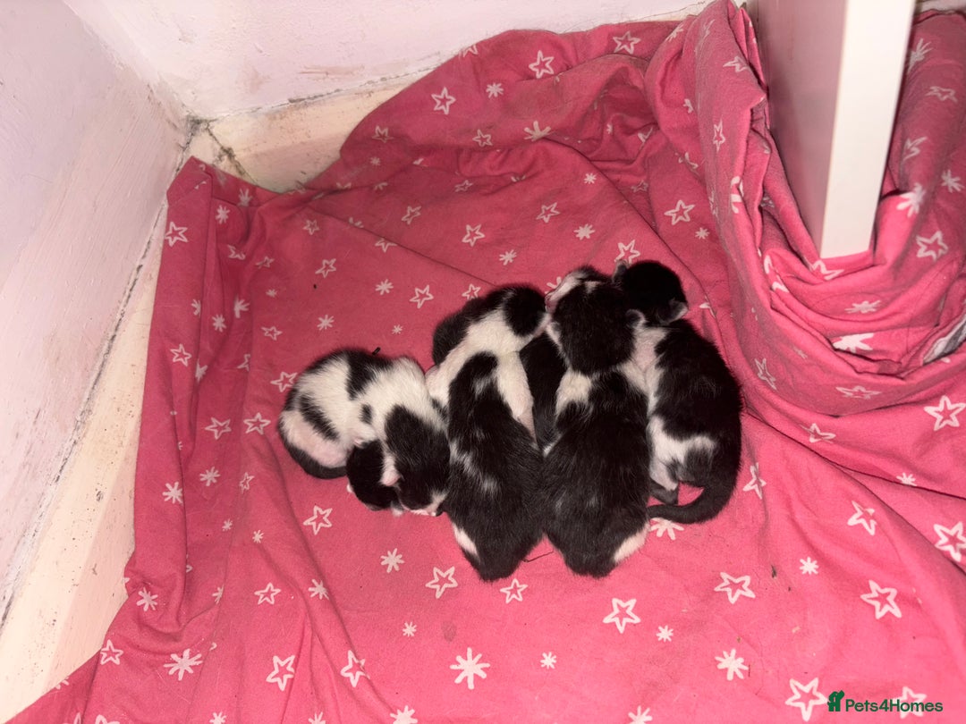 Domestic Shorthair cats for sale: Kittens for sale  - Image 2