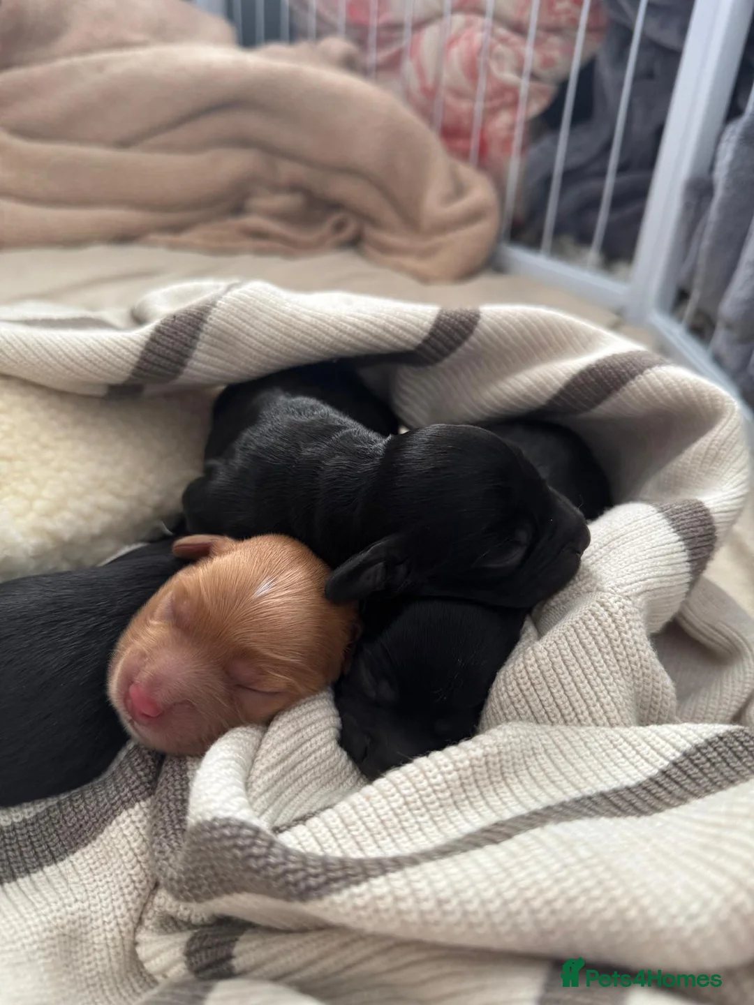 Cockapoo dogs for stud: Red/Tan F1 Cockapoo for Stud only. - Advert 13
