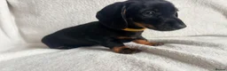 Miniature Dachshund dogs for sale: Miniature dachshund pups - Advert 7