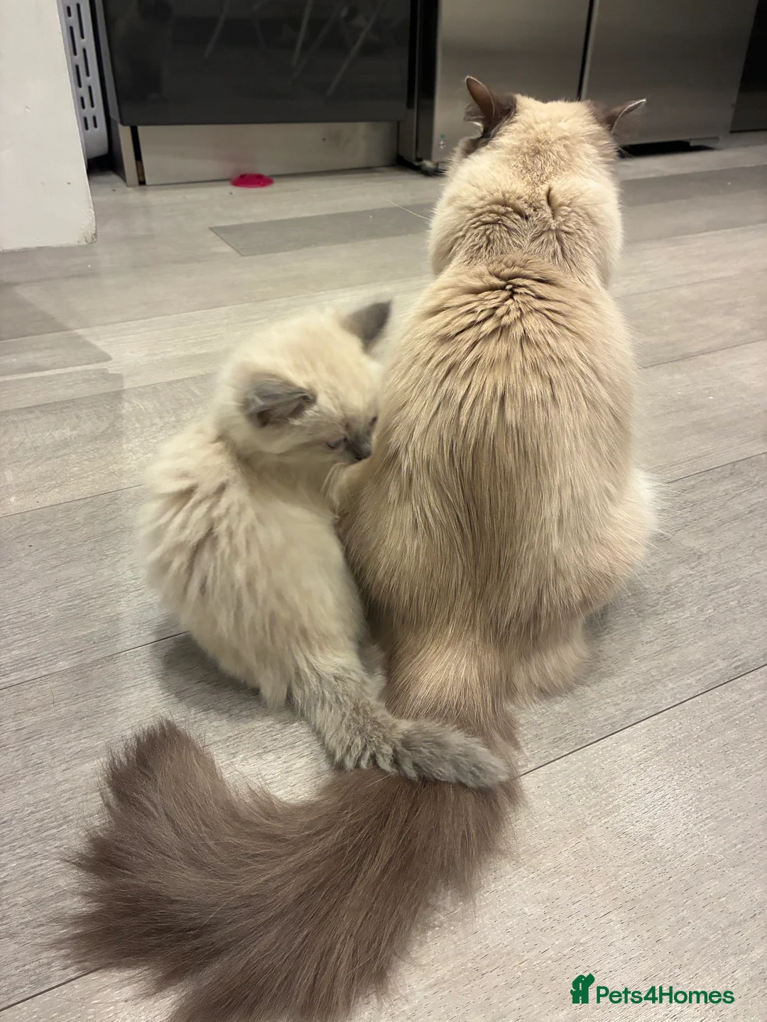 Ragdoll cats for sale: Ragdoll kitten for sale 8 weeks old - Advert 4