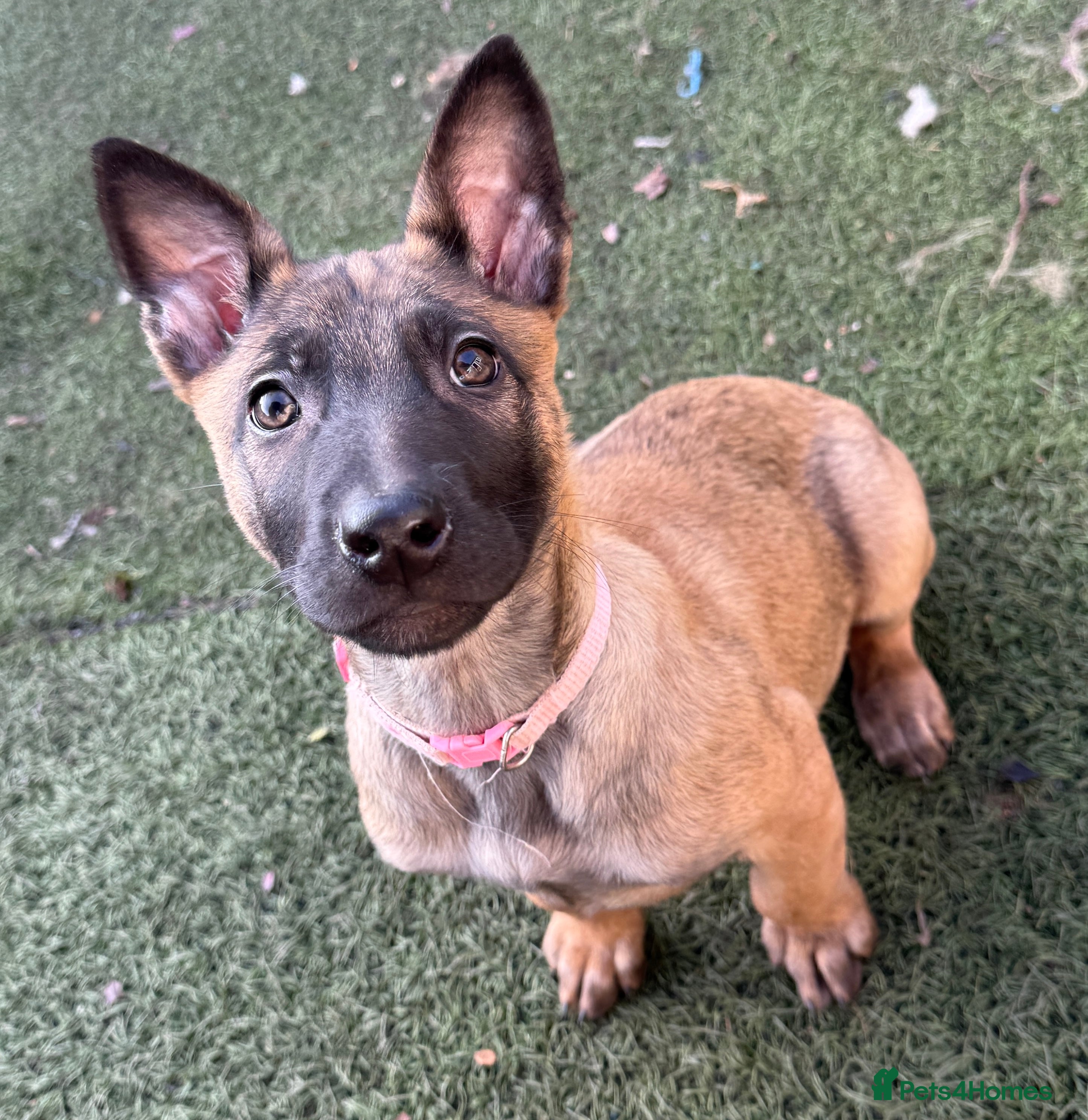 Belgian Shepherd Dog dogs KC Registered & Health Tested Belgian Malinois - Advert 10