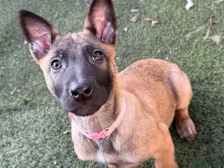 Belgian Shepherd Dog dogs KC Registered & Health Tested Belgian Malinois - Advert 10