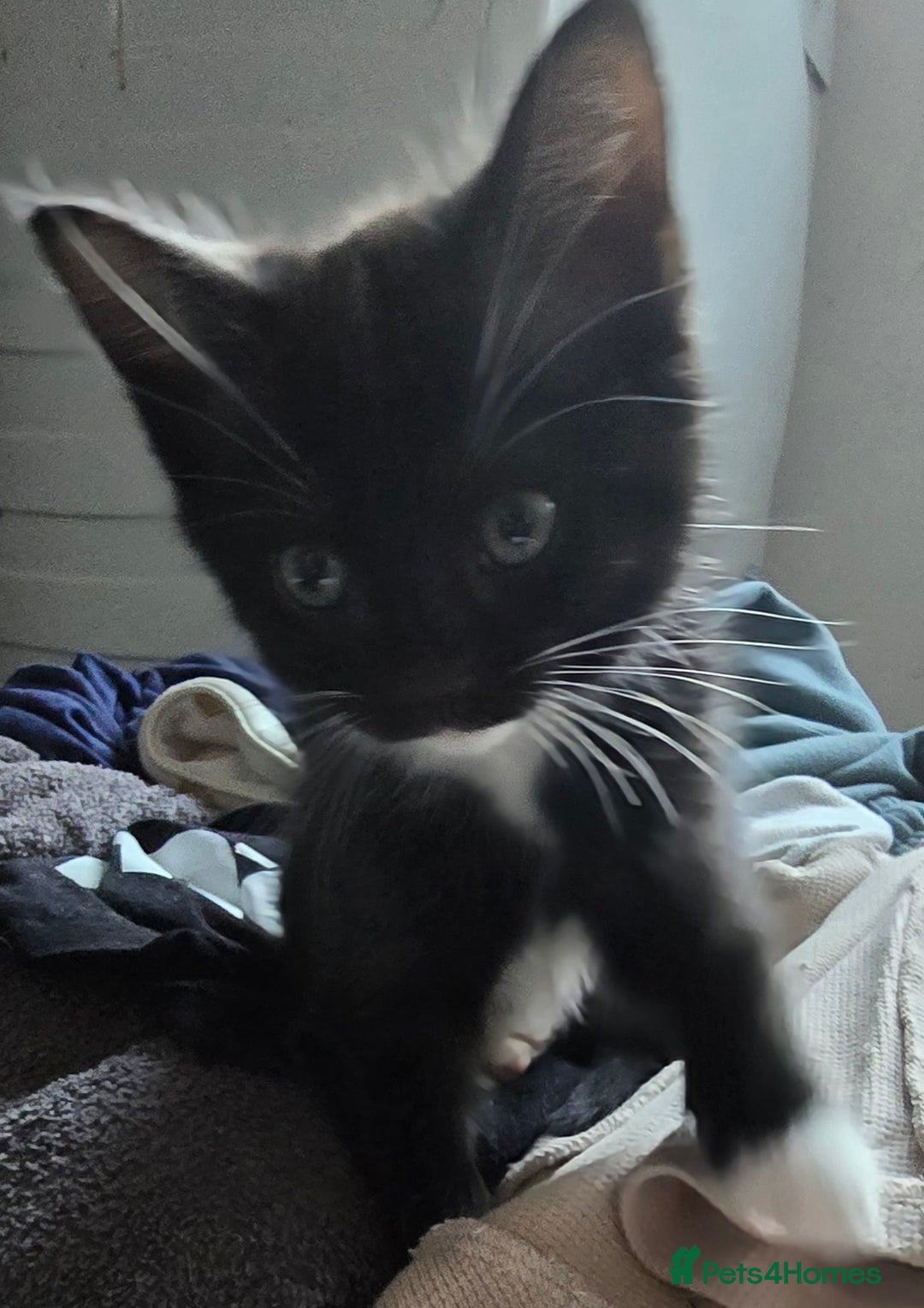 Mixed Breed cats for sale: 4 kittens  - Advert 9