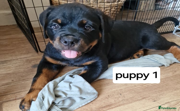 Rottweiler dogs - Advert 15