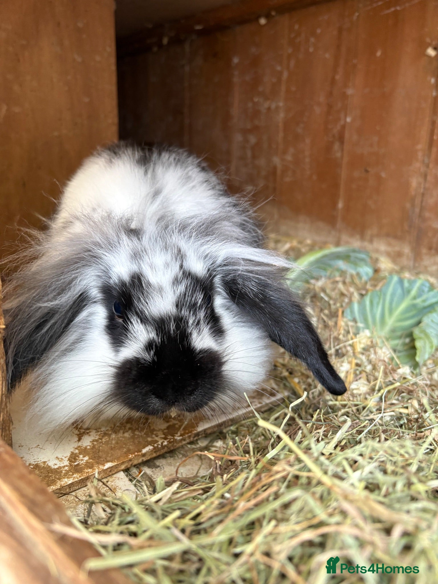 Mini Lop rabbits Baby mini lop rabbits - Advert 17