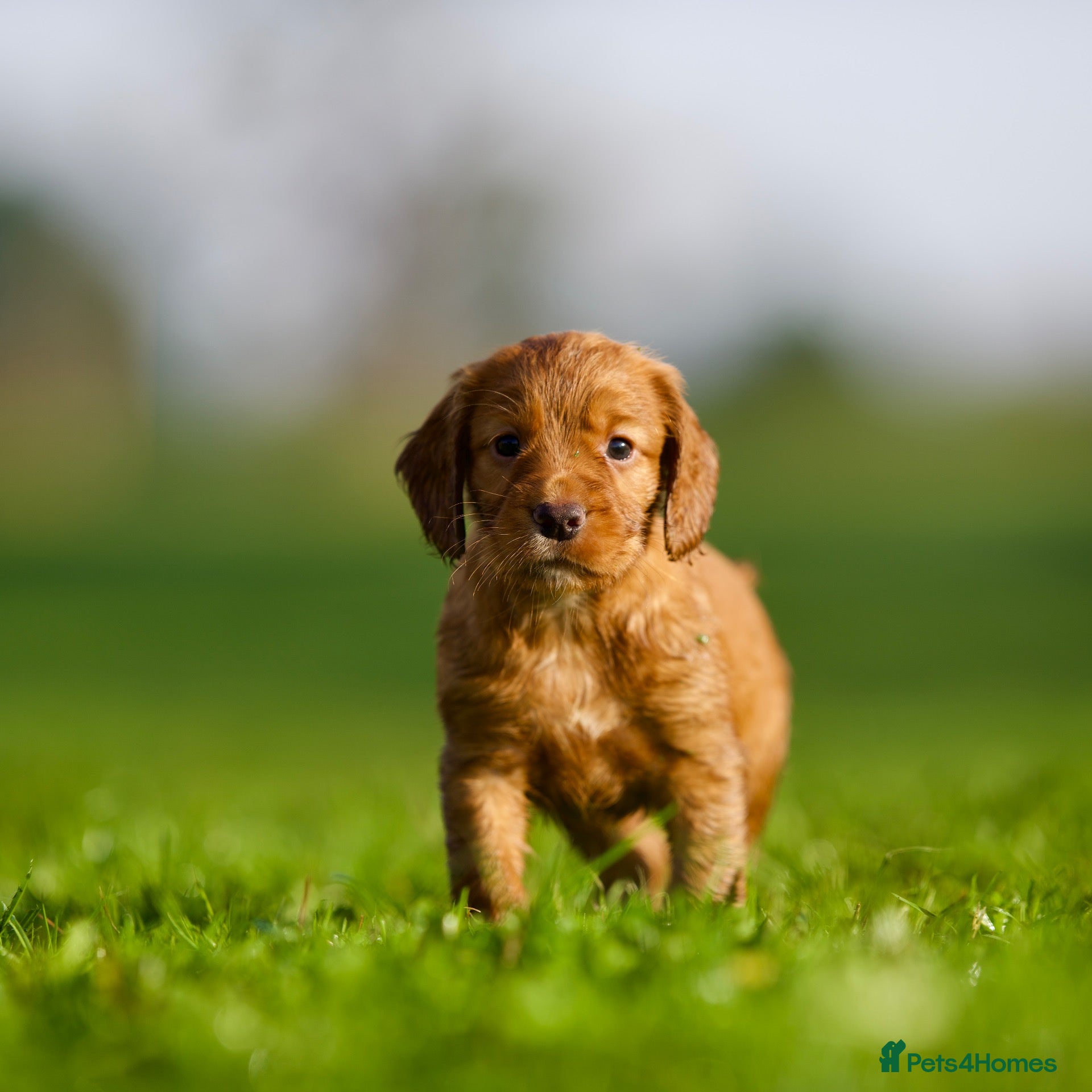 Cocker Spaniel dogs KC Health Tested Working Cocker Spaniel Puppies - Advert 1