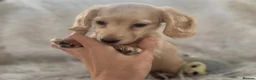 Miniature Dachshund dogs for sale: KC Longhaired Cream Miniature Dachshund Puppies - Advert 22