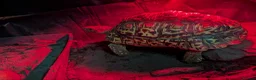 Tortoise reptiles for sale: Leopard Tortoise – Experienced Home Only in Bedford - Advert 3