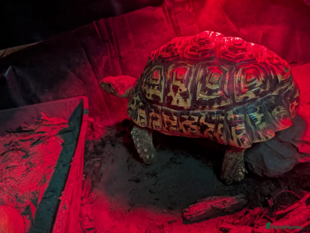 Tortoise reptiles for sale: Leopard Tortoise – Experienced Home Only in Bedford - Advert 3
