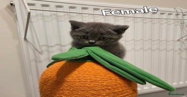 Mixed Breed cats - Advert 8