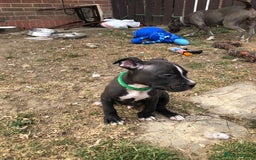 Mixed Breed dogs for sale: 3 BOYS LEFT - American Staffordshire bull terriers - Image 20