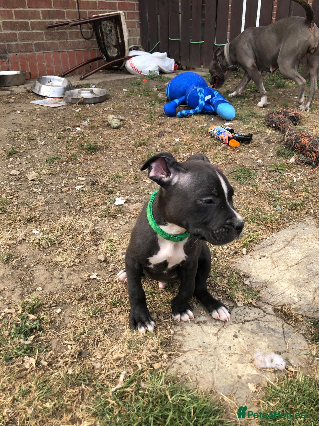 Mixed Breed dogs for sale: 3 BOYS LEFT - American Staffordshire bull terriers - Image 20