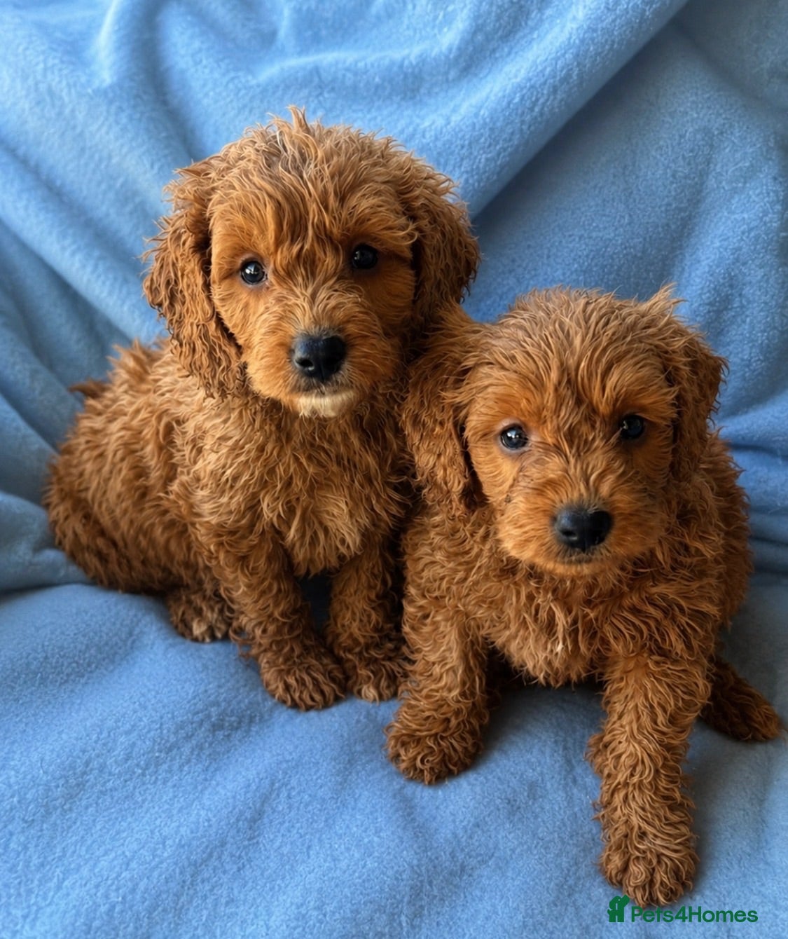Mini Goldendoodle dogs ❤️ Beautiful Red & Gold Mini Goldendoodle Puppies  - Advert 1