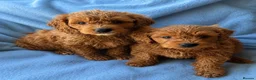 Mini Goldendoodle dogs for sale: ❤️ Beautiful Red & Gold Mini Goldendoodle Puppies  - Advert 1