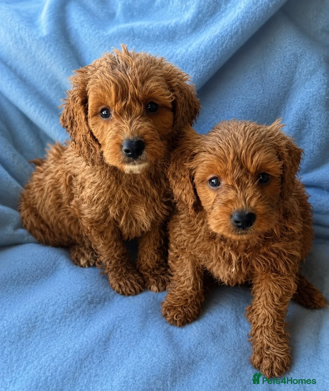 Mini Goldendoodle dogs for sale: ❤️ Beautiful Red & Gold Mini Goldendoodle Puppies  - Advert 1