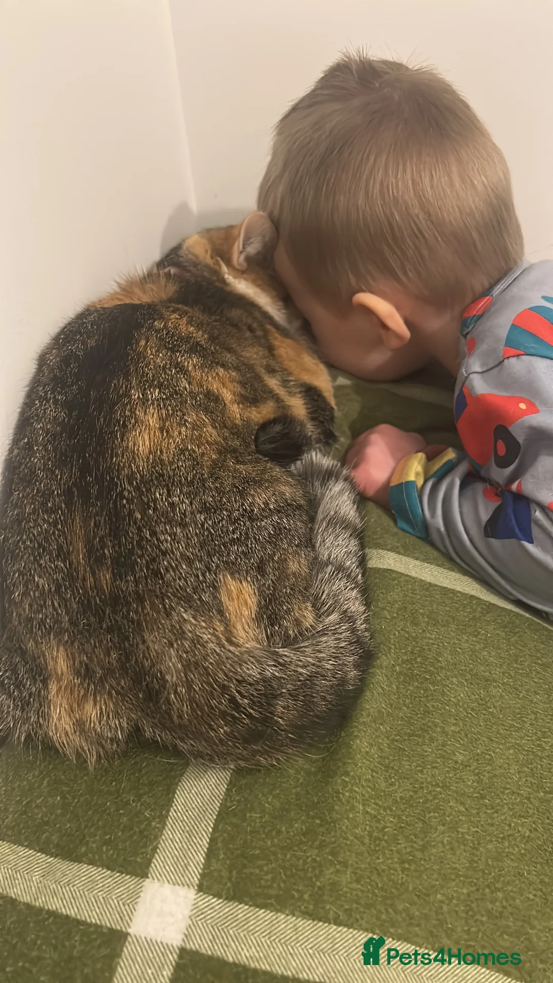 Mixed Breed cats for sale: Minnie for sale  - Advert 4