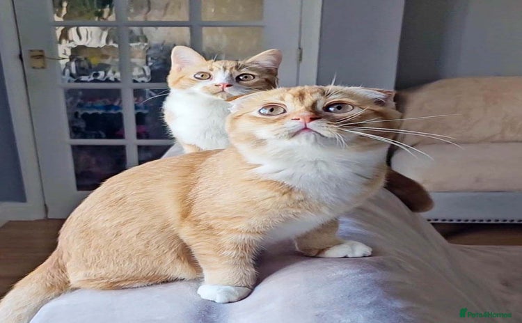 British Shorthair cats - Advert 1
