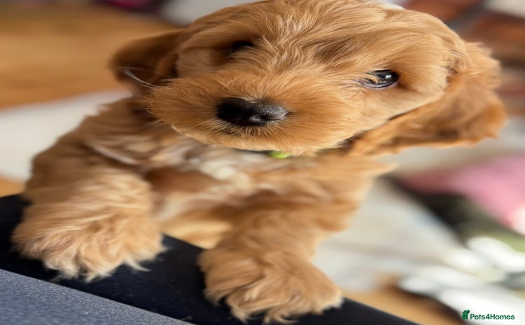 Cockapoo dogs - Advert 15