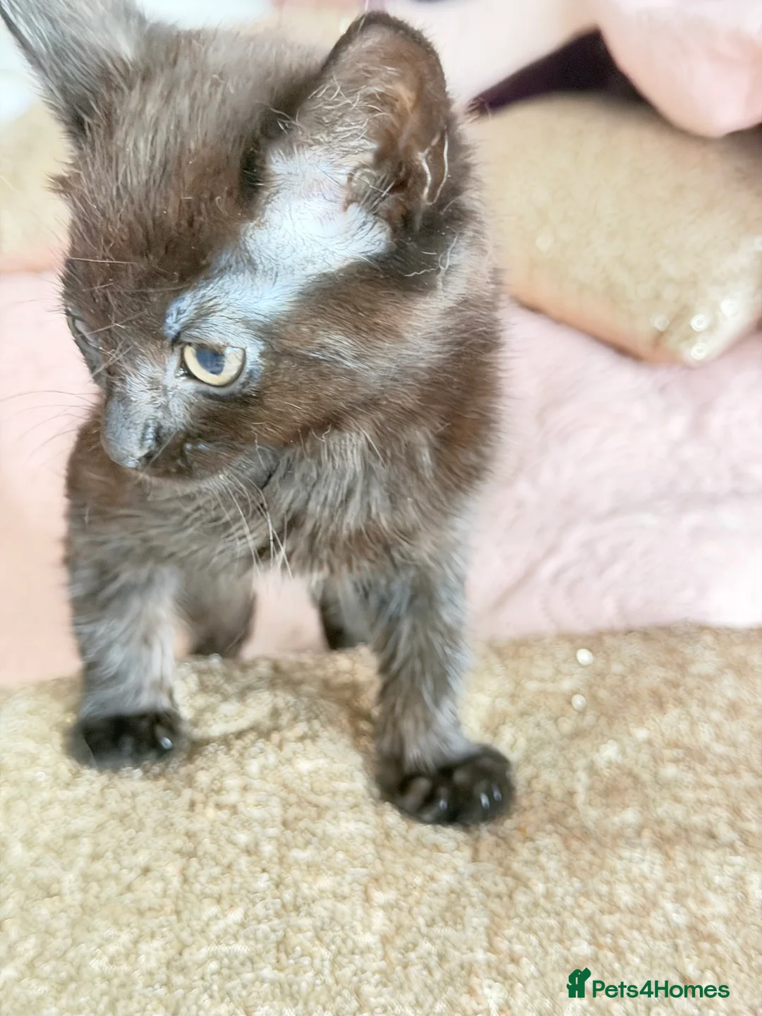 British Shorthair cats for sale: Purr-fect  **  Kittens Ready for new home - Advert 23