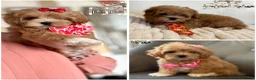 Toy Poodle dogs for stud: 👑 One-in-a-Million red Asian Toy Poodle Stud 👑 - Advert 14