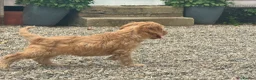 Cockapoo dogs for sale: Stunning Standard Cockapoos  - Advert 18
