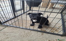 Staffordshire Bull Terrier dogs for sale: LAST PUPPY LEFT MALE KC CHAMPION BLOODLINE  in Stanford-le-Hope - Image 2