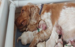 Cocker Spaniel dogs for sale: KC REG SHOW TYPE COCKER SPANIEL - Image 7