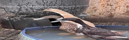 Ducks poultry for sale: 3x Female Indian Runner Ducks - Advert 2