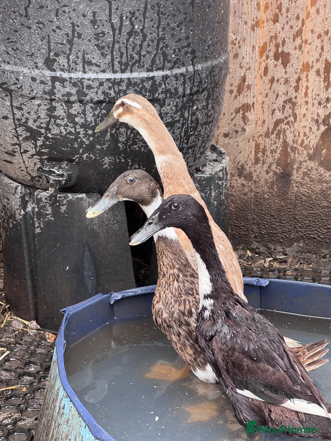 Ducks poultry for sale: 3x Female Indian Runner Ducks - Advert 2