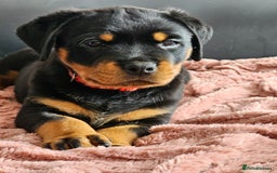 Rottweiler dogs for sale: Pure breed Rottweiler  - Image 37