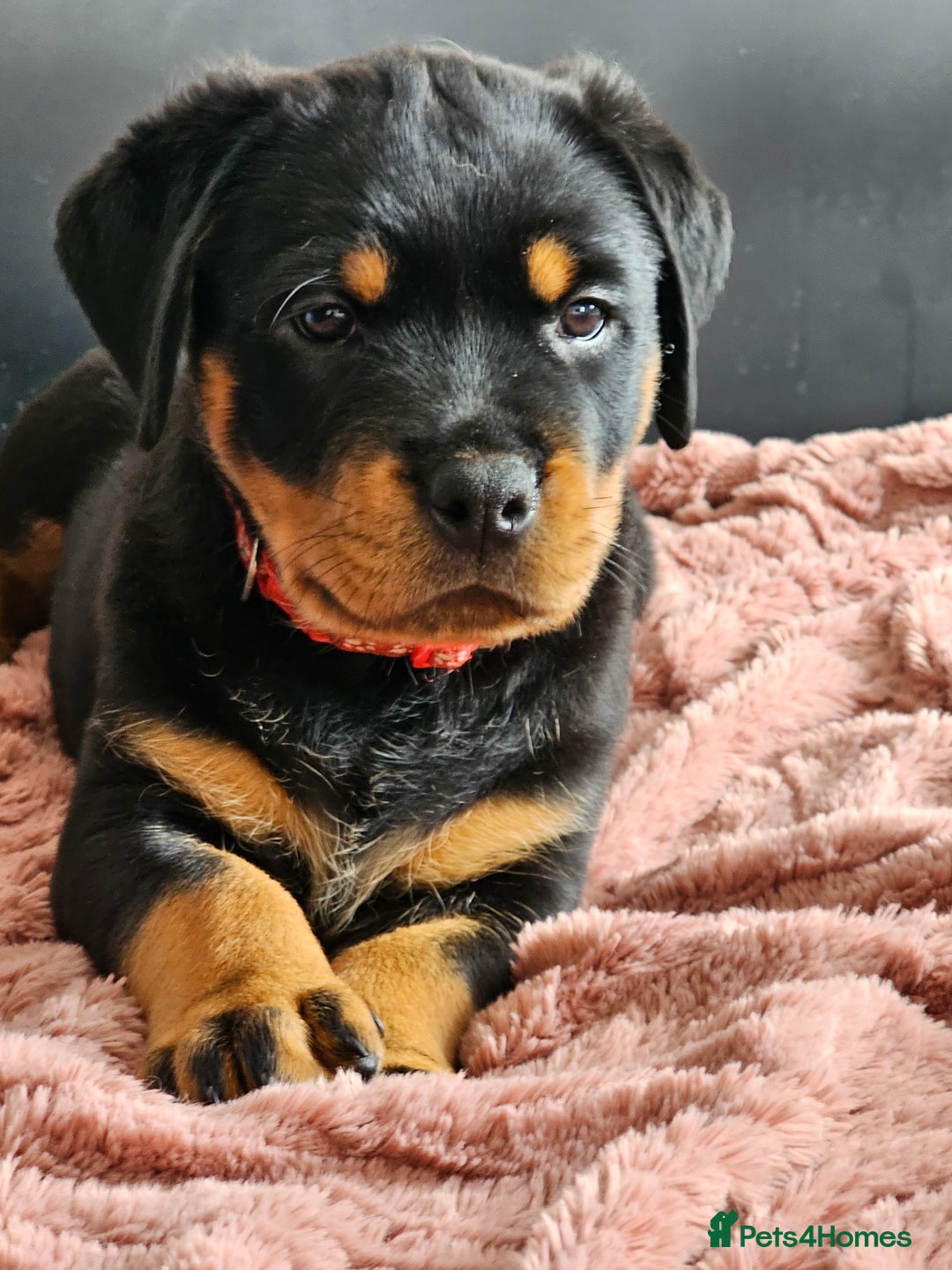 Rottweiler dogs for sale: Pure breed Rottweiler  - Image 37