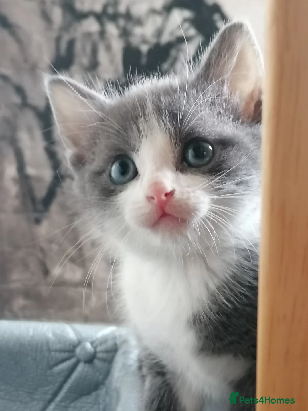 Mixed Breed cats for sale: Bombay Tuxedo Mixed Breed  - Advert 11