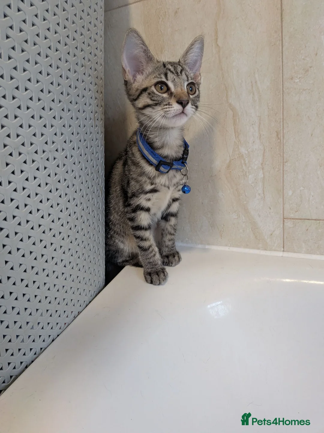 Mixed Breed cats for sale: Adorable kittens in London(SE18)😻😍😻 - Advert 2