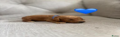 Cockapoo 2
