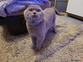 British Shorthair cats Lilac GCCF active stud Manchester in Manchester - Advert 2