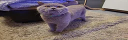 British Shorthair cats for stud: Lilac GCCF active stud Manchester  in Manchester - Advert 1