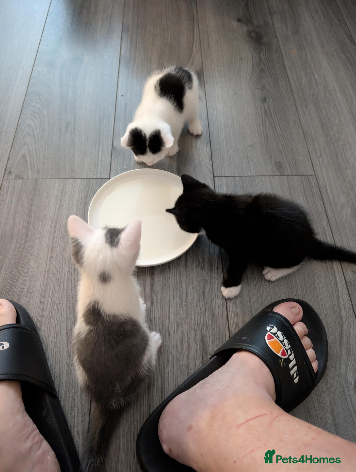 Mixed Breed cats Kittens available  - Advert 1
