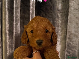 Cockapoo dogs - Advert 1