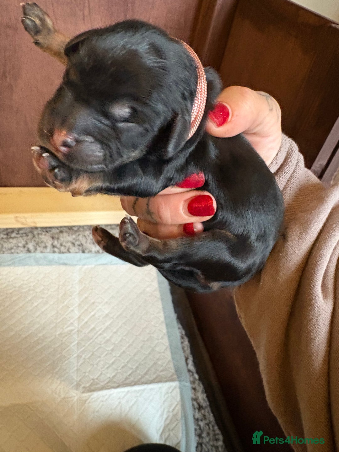 Mixed Breed dogs for sale: Beautiful Cavapoo puppies  - Advert 20